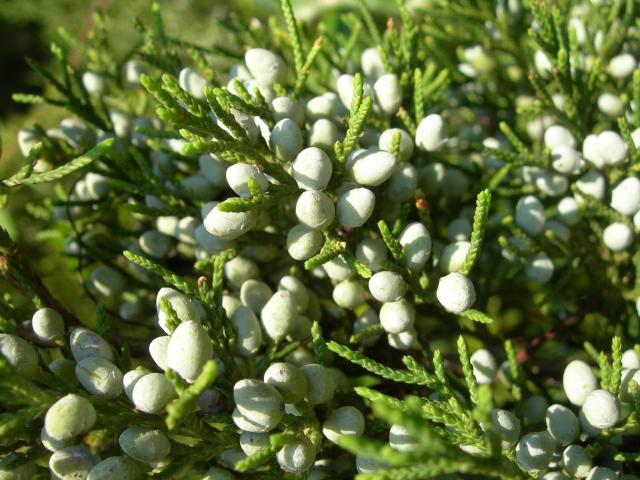 Eastern+Red+Cedar (<I>Juniperus virginiana</I>), Fort Macon State Park, North Carolina, United States