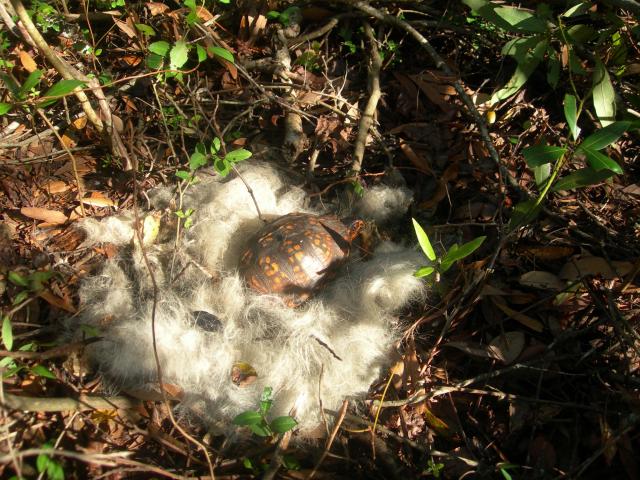 Eastern+Box+Turtle (<I>Terrapene carolina</I>), Fort Macon State Park, North Carolina, United States