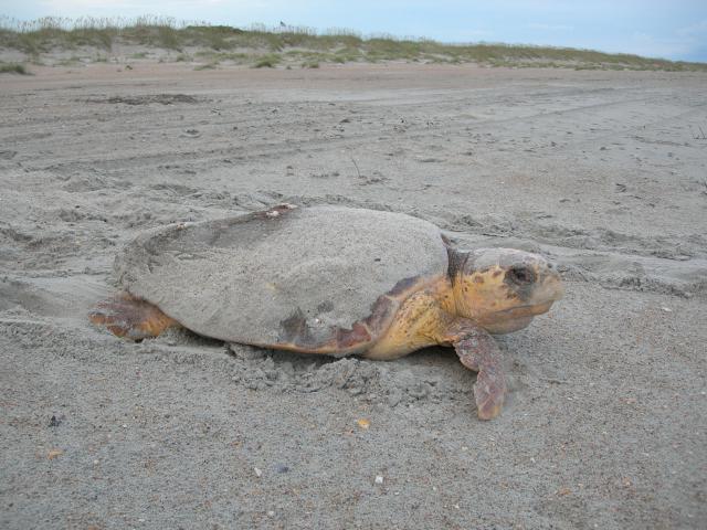 Loggerhead+Sea+Turtle (<I>Caretta caretta</I>), Fort Macon State Park, North Carolina, United States