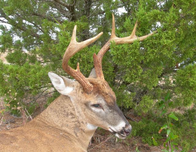 White-tailed+Deer (<I>Odocoileus virginianus</I>), Fort Macon State Park, North Carolina, United States