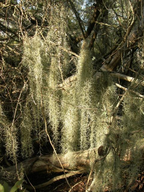 Spanish+Moss (<I>Tillandsia usneoides</I>), Fort Macon State Park, North Carolina, United States