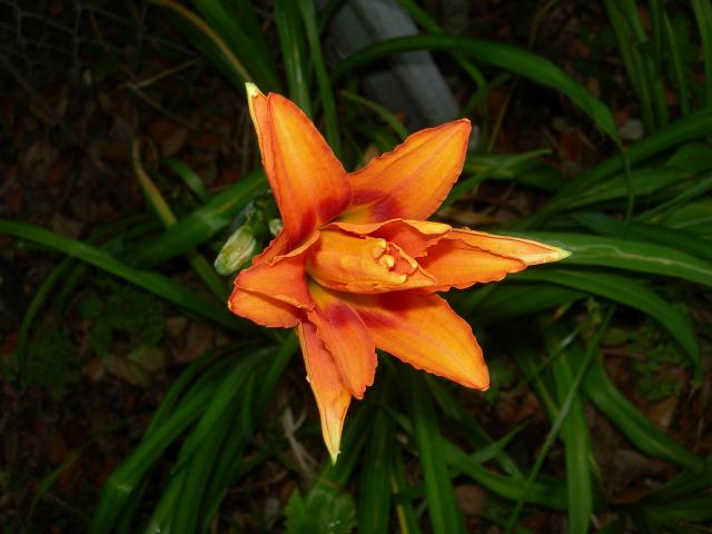 Orange+Daylily (<I>Hemerocallis fulva</I>), Fort Macon State Park, North Carolina, United States