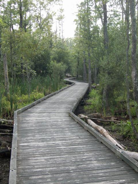  (<I></I>), Goose Creek State Park, North Carolina, United States