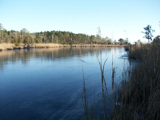  (<I></I>), Goose Creek State Park, North Carolina, United States