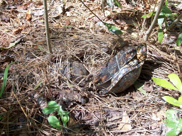 Eastern+Box+Turtle (<I>Terrapene carolina</I>), Goose Creek State Park, North Carolina, United States