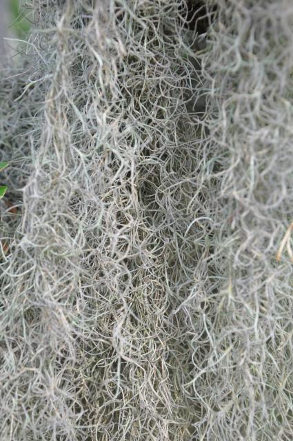 Spanish+Moss (<I>Tillandsia usneoides</I>), Goose Creek State Park, North Carolina, United States