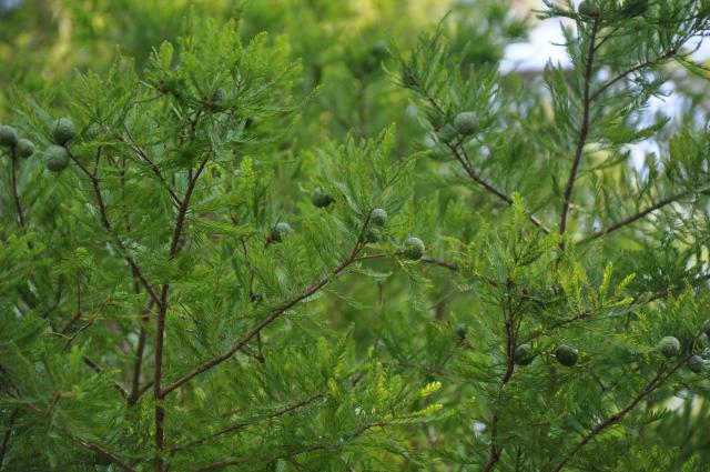 Bald+Cypress (<I>Taxodium distichum</I>), Goose Creek State Park, North Carolina, United States