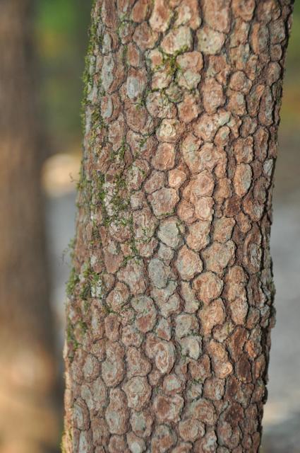 Flowering+Dogwood (<I>Cornus florida</I>), Goose Creek State Park, North Carolina, United States