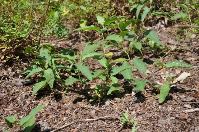 Carolina+Horse-nettle (<I>Solanum carolinense</I>), Goose Creek State Park, North Carolina, United States