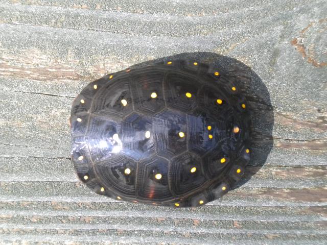 Spotted+Turtle (<I>Clemmys guttata</I>), Goose Creek State Park, North Carolina, United States