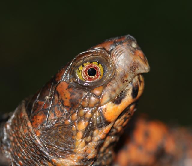 Eastern+Box+Turtle (<I>Terrapene carolina</I>), Goose Creek State Park, North Carolina, United States