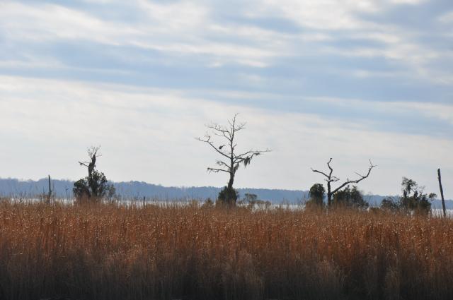 Great+Blue+Heron (<I>Ardea herodias</I>), Goose Creek State Park, North Carolina, United States