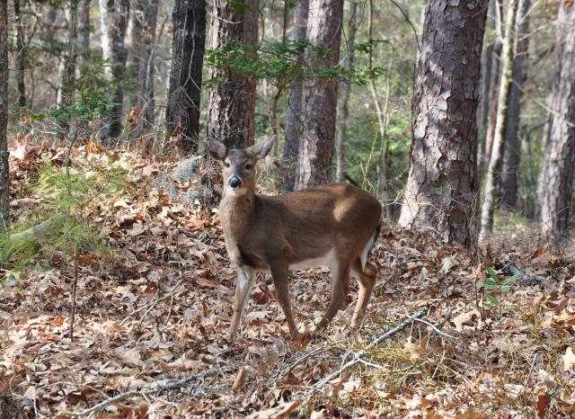 White-tailed+Deer (<I>Odocoileus virginianus</I>), Goose Creek State Park, North Carolina, United States
