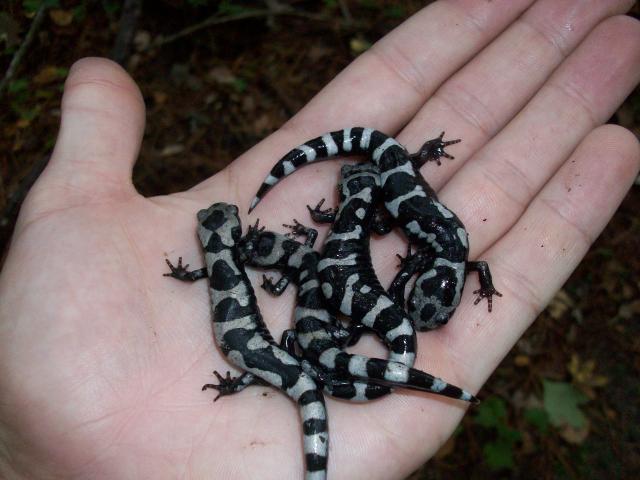 Marbled+Salamander (<I>Ambystoma opacum</I>), Goose Creek State Park, North Carolina, United States