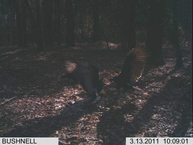 Turkey+Vulture (<I>Cathartes aura</I>), Goose Creek State Park, North Carolina, United States