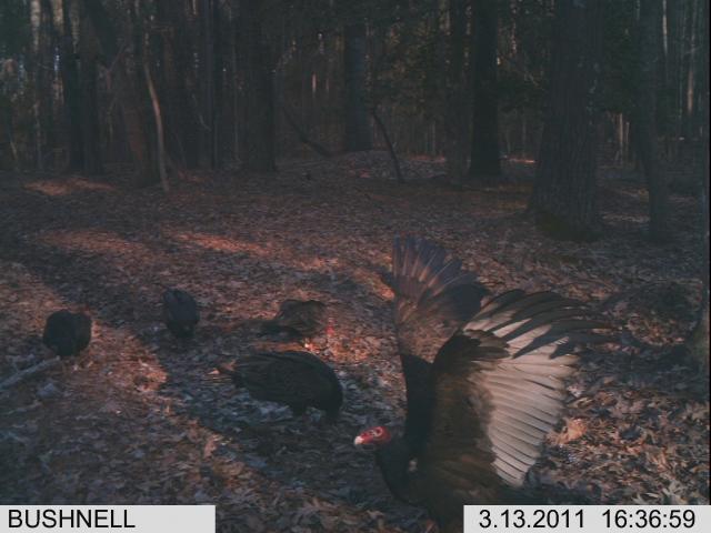 Turkey+Vulture (<I>Cathartes aura</I>), Goose Creek State Park, North Carolina, United States