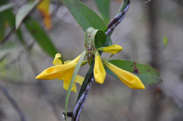 Yellow+Jessamine (<I>Gelsemium sempervirens</I>), Goose Creek State Park, North Carolina, United States