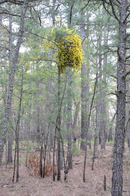 Yellow+Jessamine (<I>Gelsemium sempervirens</I>), Goose Creek State Park, North Carolina, United States