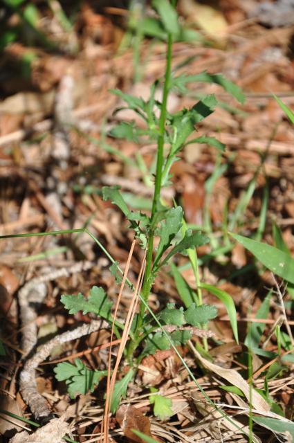 Oxeye+Daisy (<I>Leucanthemum vulgare</I>), Goose Creek State Park, North Carolina, United States