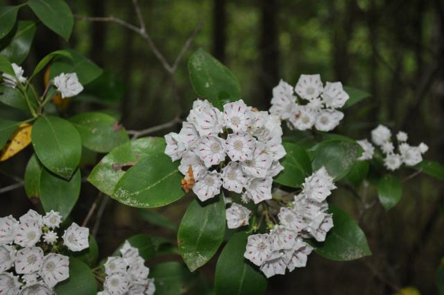 Mountain+Laurel (<I>Kalmia latifolia</I>), Goose Creek State Park, North Carolina, United States
