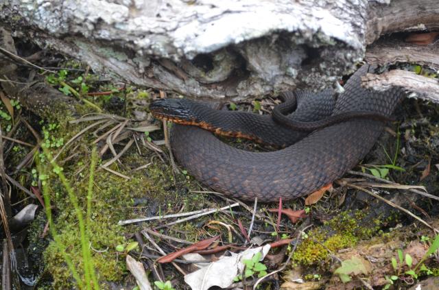 Banded+Water+Snake (<I>Nerodia fasciata</I>), Goose Creek State Park, North Carolina, United States