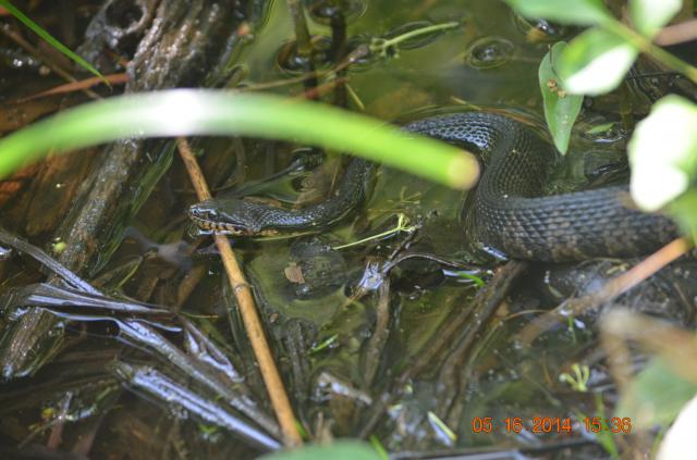 Banded+Water+Snake (<I>Nerodia fasciata</I>), Goose Creek State Park, North Carolina, United States