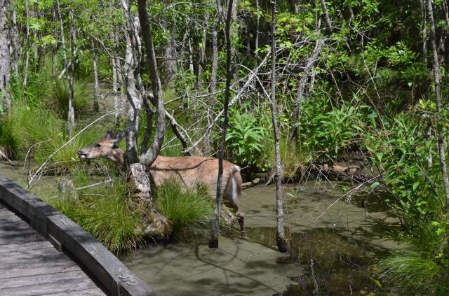 White-tailed+Deer (<I>Odocoileus virginianus</I>), Goose Creek State Park, North Carolina, United States