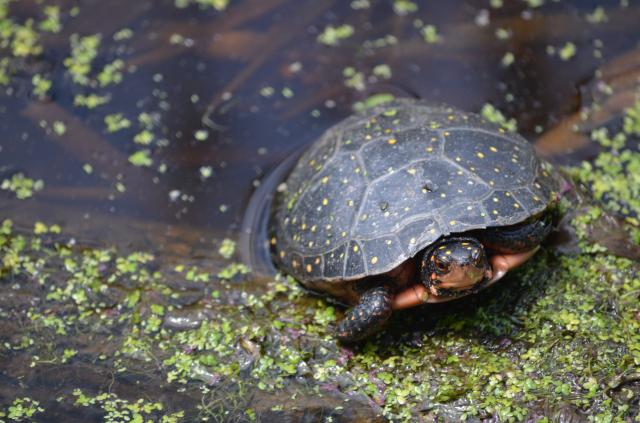 Spotted+Turtle (<I>Clemmys guttata</I>), Goose Creek State Park, North Carolina, United States