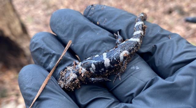 Marbled+Salamander (<I>Ambystoma opacum</I>), Goose Creek State Park, North Carolina, United States