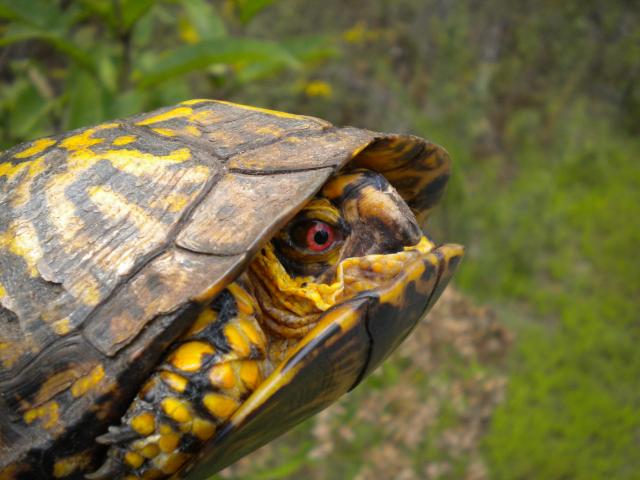 Eastern+Box+Turtle (<I>Terrapene carolina</I>), Gorges State Park, North Carolina, United States