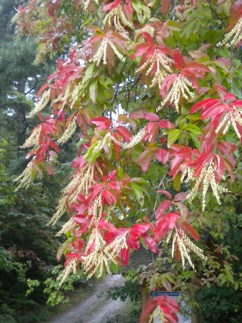 Sourwood (<I>Oxydendrum arboreum</I>), Gorges State Park, North Carolina, United States