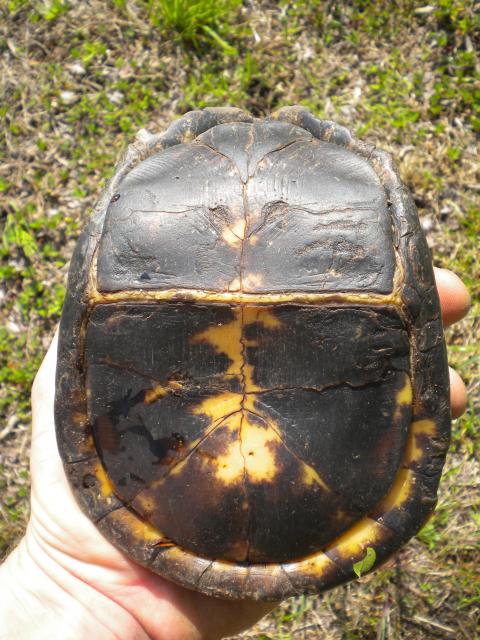 Eastern+Box+Turtle (<I>Terrapene carolina</I>), Gorges State Park, North Carolina, United States