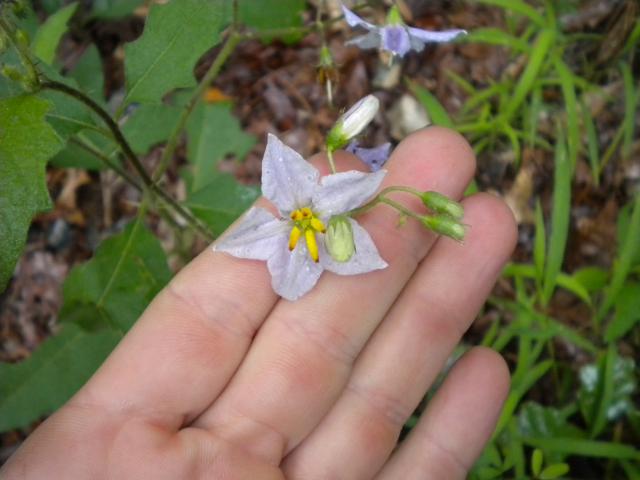 Carolina+Horse-nettle (<I>Solanum carolinense</I>), Gorges State Park, North Carolina, United States
