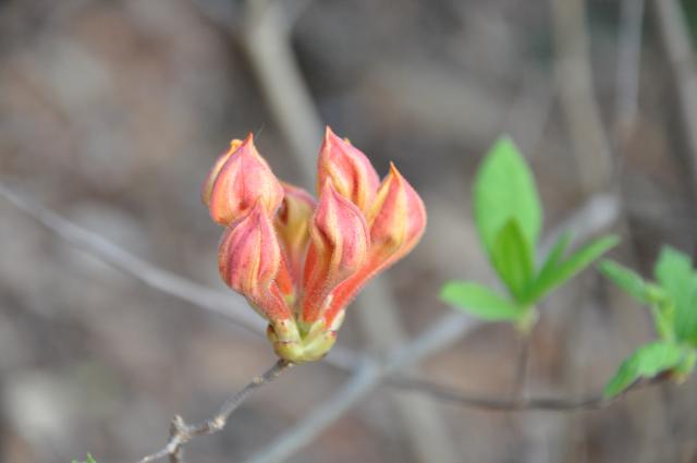 Flame+Azalea (<I>Rhododendron calendulaceum</I>), Gorges State Park, North Carolina, United States