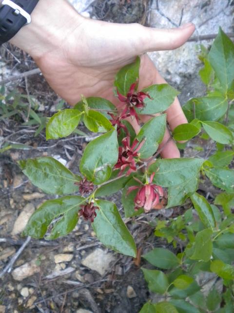 Sweet-shrub (<I>Calycanthus floridus</I>), Gorges State Park, North Carolina, United States