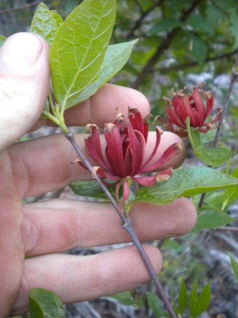 Sweet-shrub (<I>Calycanthus floridus</I>), Gorges State Park, North Carolina, United States