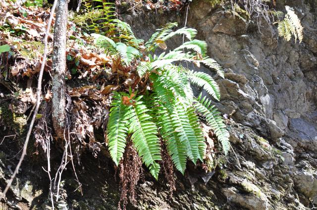Christmas+Fern (<I>Polystichum acrostichoides</I>), Gorges State Park, North Carolina, United States