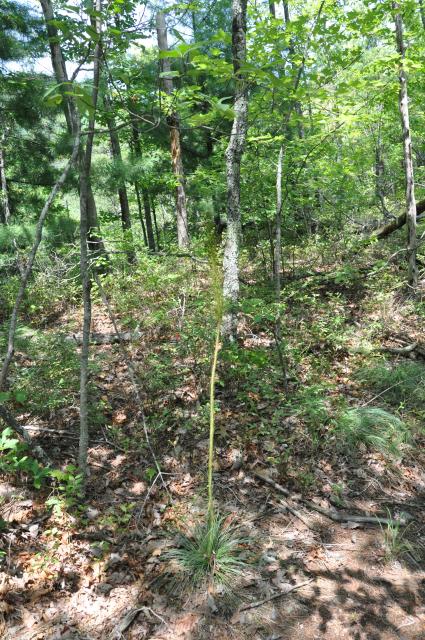 Beargrass%2C+Turkey+Beard (<I>Xerophyllum asphodeloides</I>), Gorges State Park, North Carolina, United States