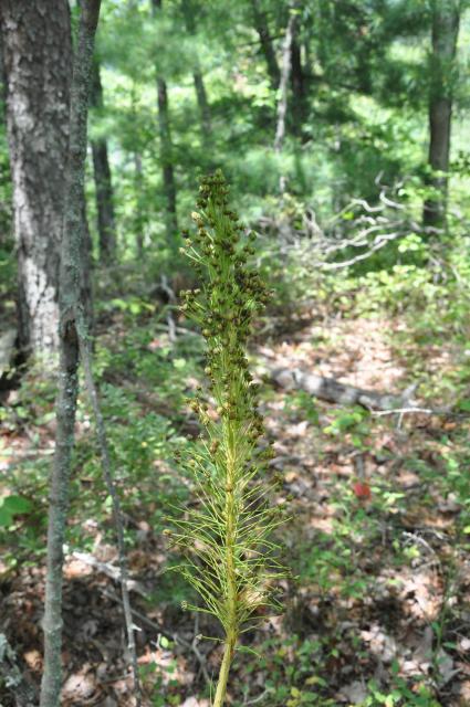 Beargrass%2C+Turkey+Beard (<I>Xerophyllum asphodeloides</I>), Gorges State Park, North Carolina, United States
