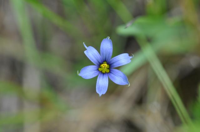 Pointed+Blue-eyed-grass (<I>Sisyrinchium angustifolium</I>), Gorges State Park, North Carolina, United States