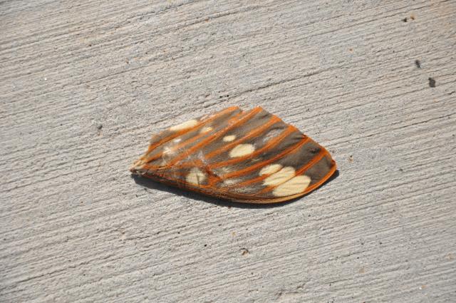Royal+Walnut+Moth (<I>Citheronia regalis</I>), Gorges State Park, North Carolina, United States