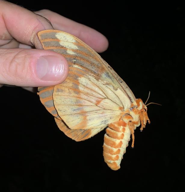 Royal+Walnut+Moth (<I>Citheronia regalis</I>), Gorges State Park, North Carolina, United States