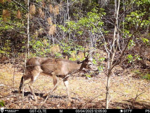 White-tailed+Deer (<I>Odocoileus virginianus</I>), Gorges State Park, North Carolina, United States