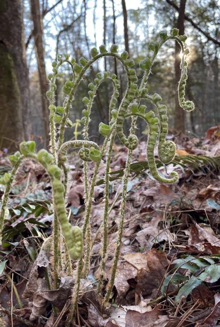 Christmas+Fern (<I>Polystichum acrostichoides</I>), Gorges State Park, North Carolina, United States