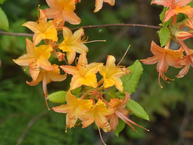 Flame+Azalea (<I>Rhododendron calendulaceum</I>), Gorges State Park, North Carolina, United States