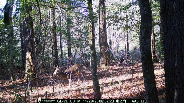White-tailed+Deer (<I>Odocoileus virginianus</I>), Gorges State Park, North Carolina, United States