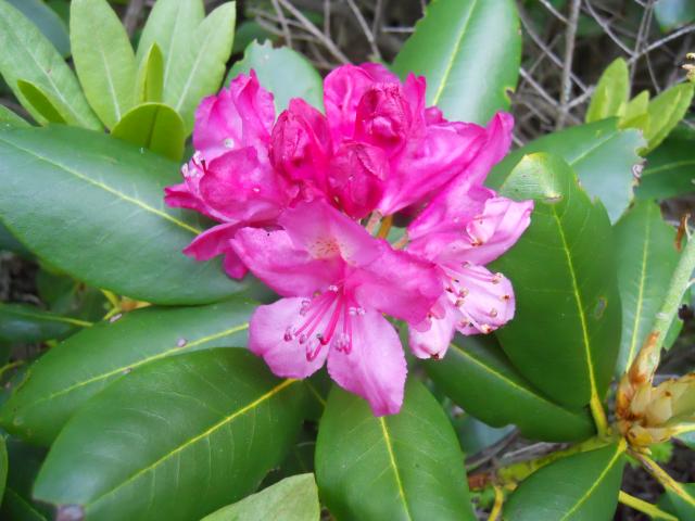 Catawba+Rhododendron (<I>Rhododendron catawbiense</I>), Grandfather Mountain State Park, North Carolina, United States