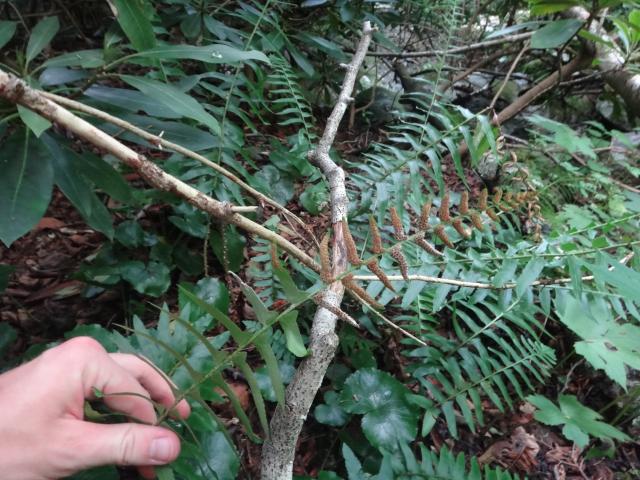 Christmas+Fern (<I>Polystichum acrostichoides</I>), Grandfather Mountain State Park, North Carolina, United States