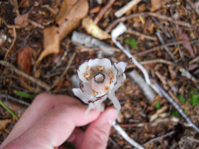 Indian-pipe (<I>Monotropa uniflora</I>), Grandfather Mountain State Park, North Carolina, United States