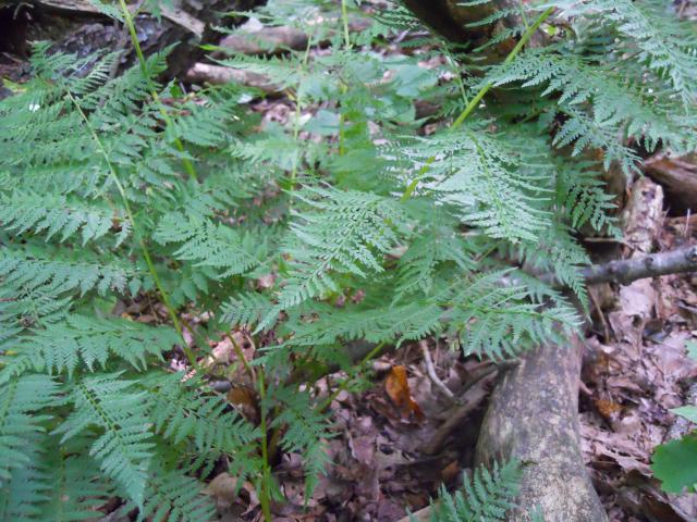 Southern+Lady+Fern (<I>Athyrium asplenioides</I>), Grandfather Mountain State Park, North Carolina, United States